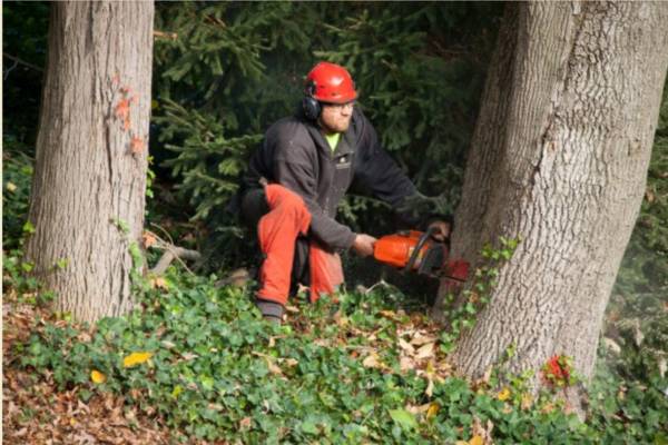 Arborist Enterprises safety gear