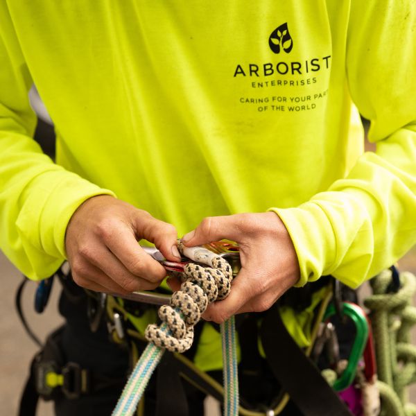 Safety gear being secured by Arborist Enterprises crew member.