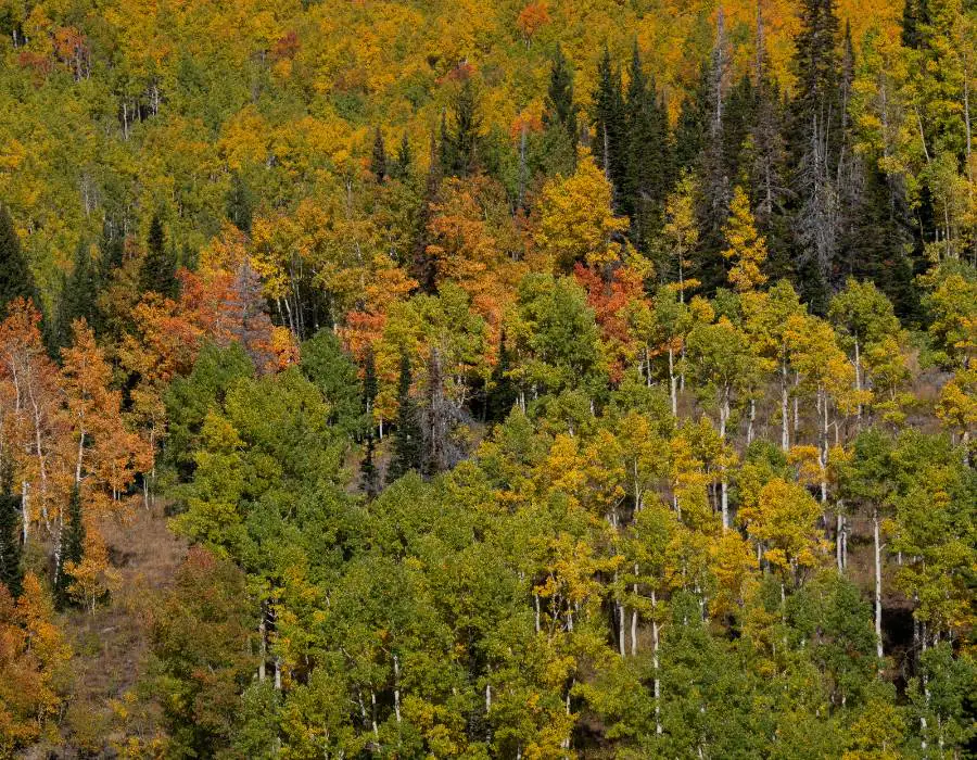 a group of trees in lancaster.
