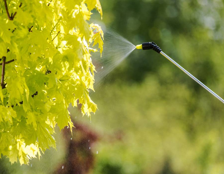 Fertilization being sprayed on tree leaves.
