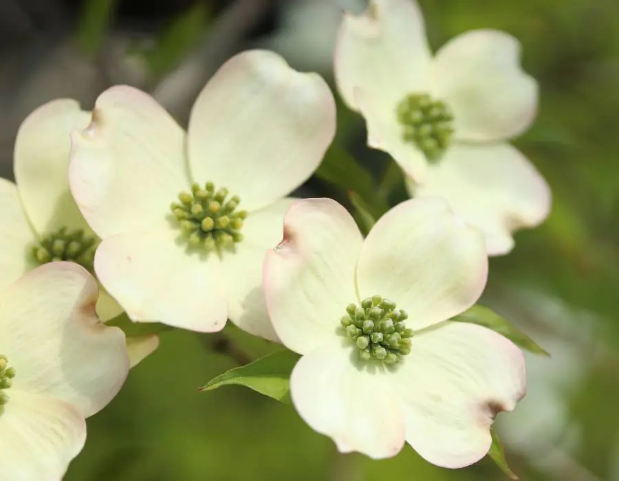 dogwood flowers.