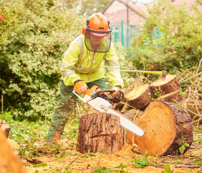 An arborist using a chainsaw to cut through fallen tree trunks into pieces.