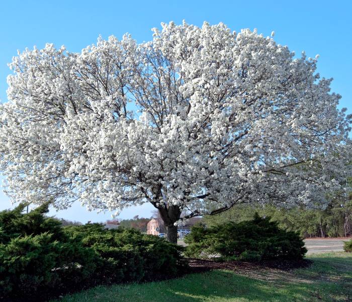 A healthy dogwood tree that is well maintained and taken care of.