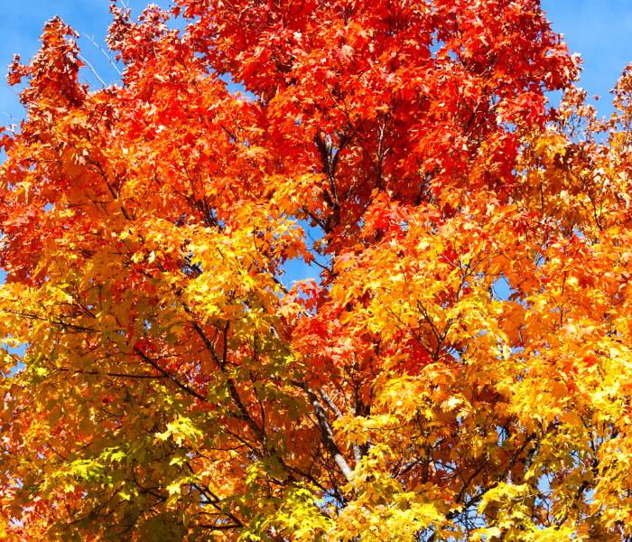 A healthy well maintained red maple tree.