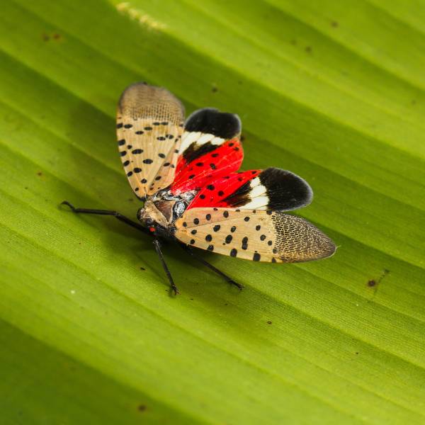 A spotted lanternfly on a leaf.