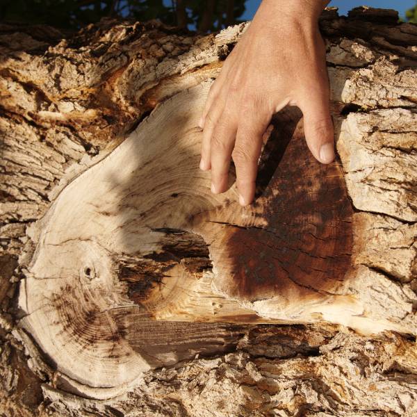 An arborist laying his hand on a tree trunk.