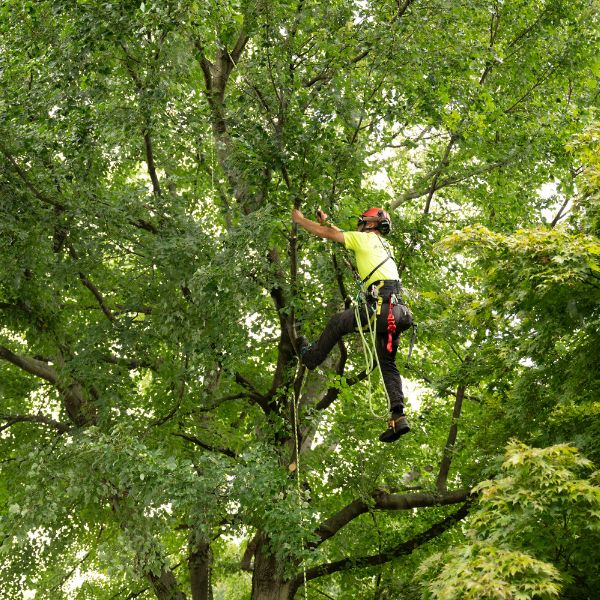 Arborist climbing a tree to prune a few branches.