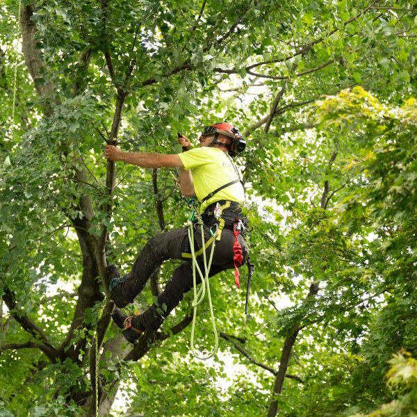 Arborist climbing a tree.