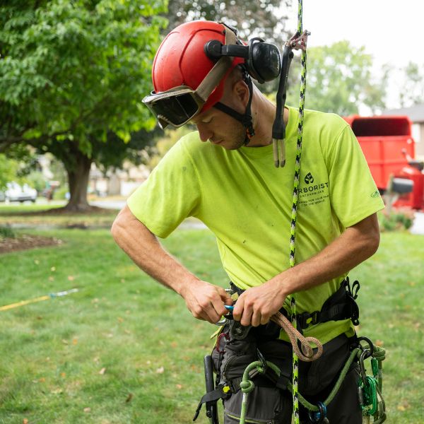 Arborist Enterprise crew preparing safety gear before climbing.