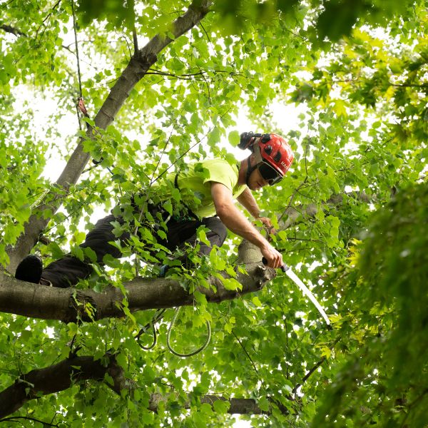 Arborist Enterprise crew cutting off a tree branch.