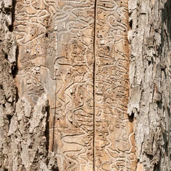 Arborist Enterprises | Expert Tree Care in Lancaster County, PA