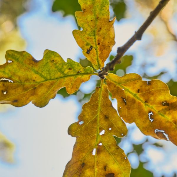 An oak wilt.