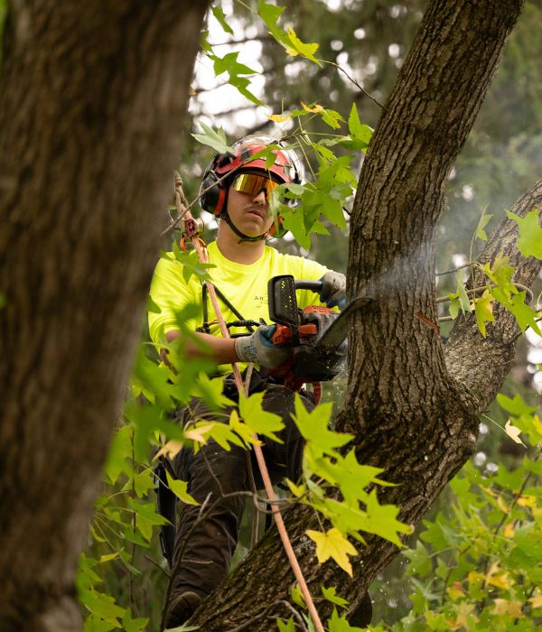 Arborist using a chainsaw to remove a big branch.