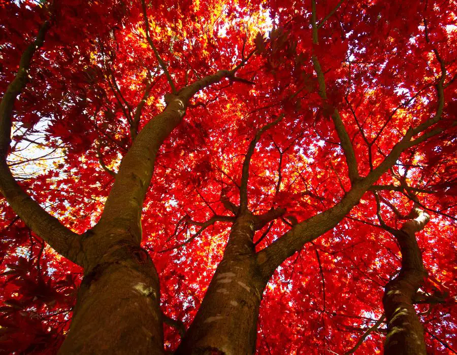red maple trees.