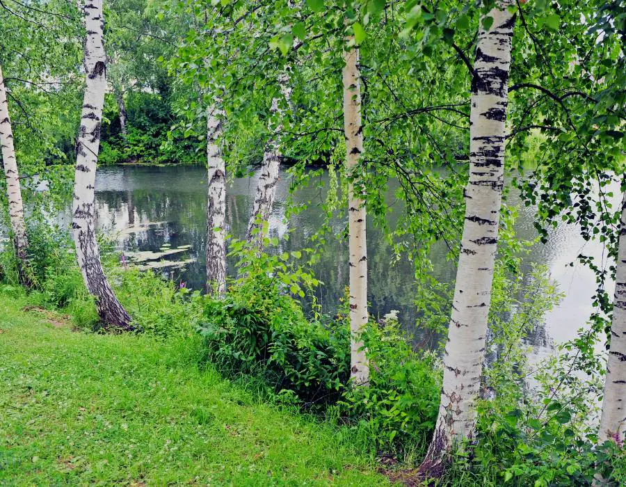 river birch trees by the river.
