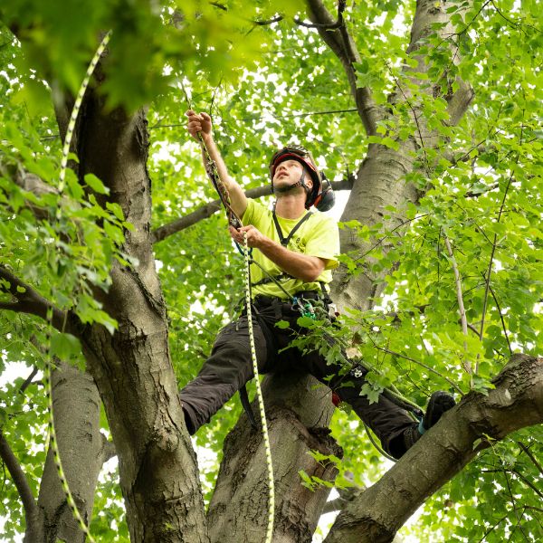 Arborist Enterprise crew on top of tree holding on a safety rope.