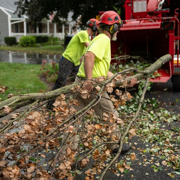 Two arborists placing cut branches in a wood chipper.