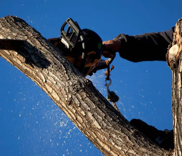 A big tree branch being cut down by an arborist using a chainsaw.