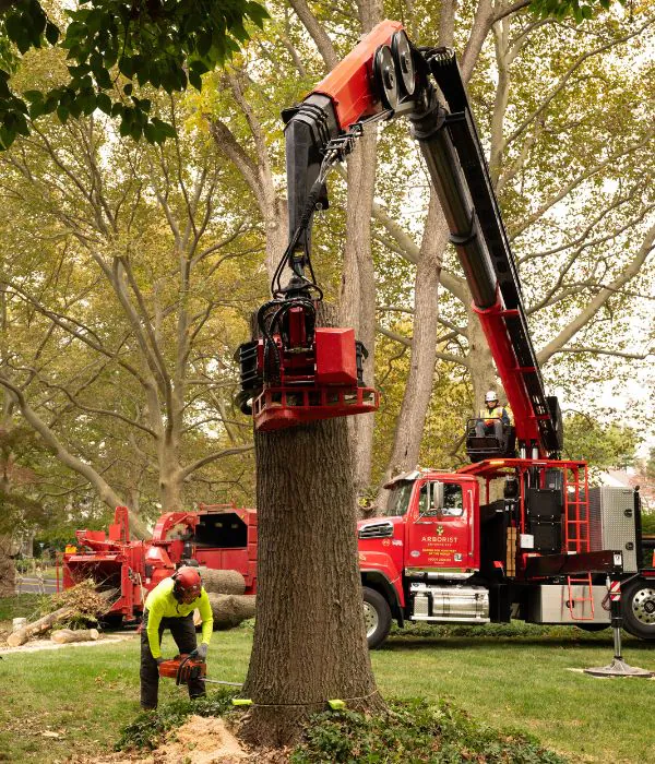 Professional Tree Removal Services in Lancaster, PA