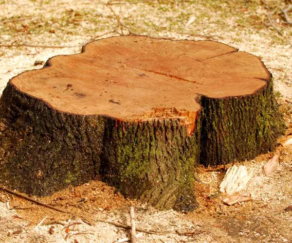 Professional Stump Grinding Services in Lancaster, PA