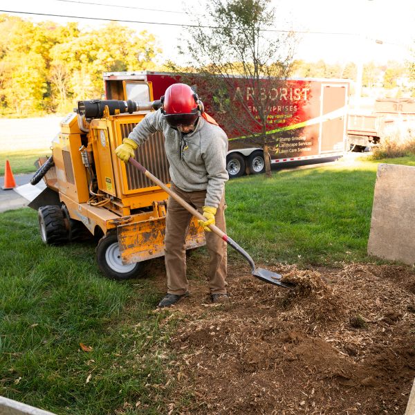 Arborist Enterprise crew cleaning the area after stump grinding.