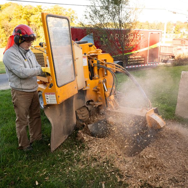 Arborist Enterprise stump grinder in action.