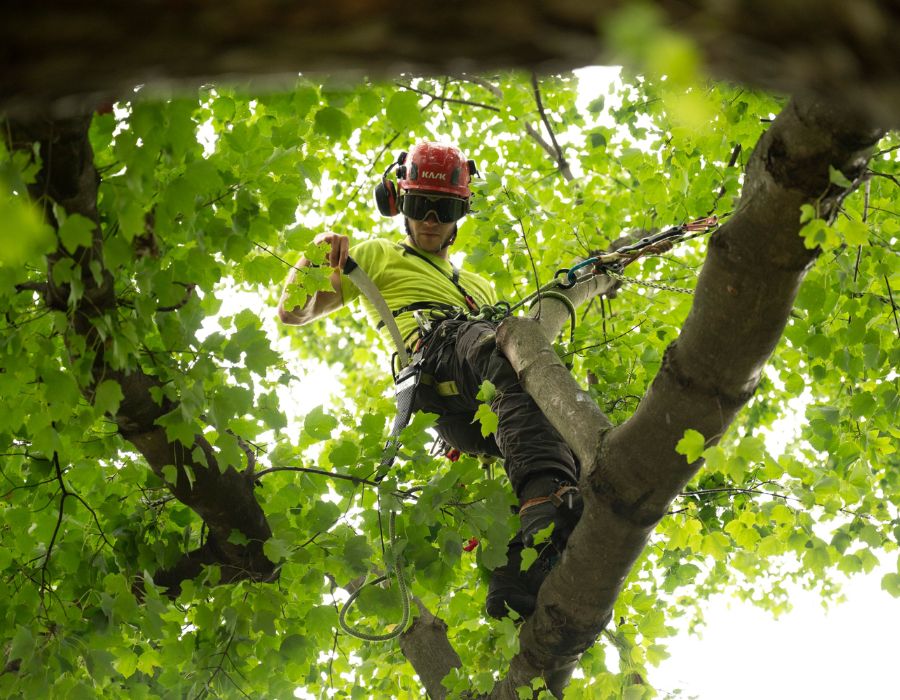 Arborist standing on a tree branch to prune.