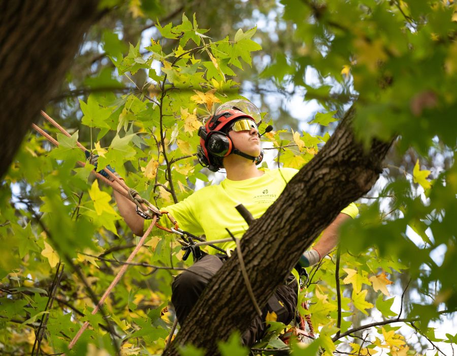An arborist sitting on top of a tree branch to prune.