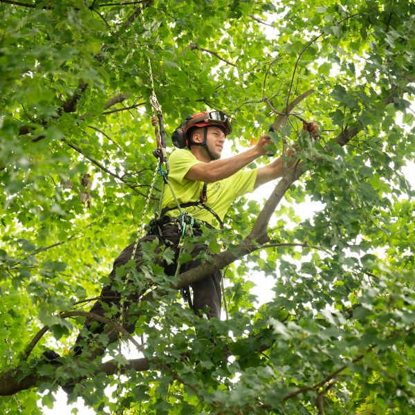 Tree pruning performed by an arborist from Arborist Enterprises.