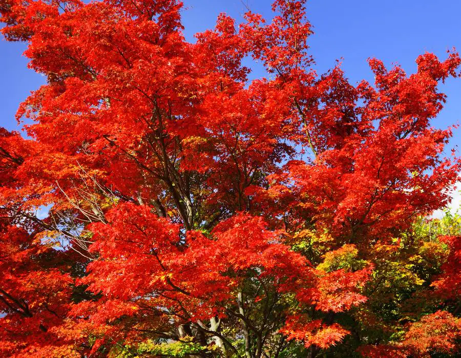 Red maple tree
