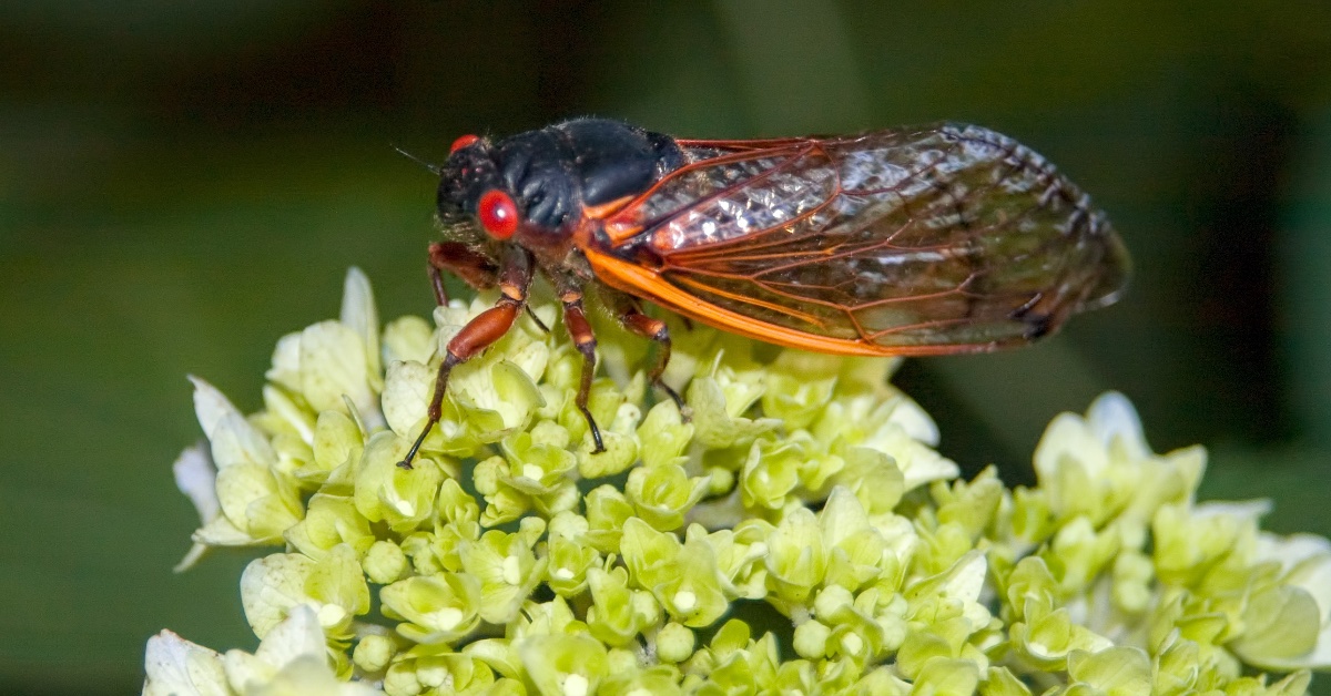 Cicadas are About to Swarm