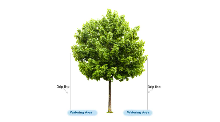 A diagram demonstrating the extent of a tree’s drip line.