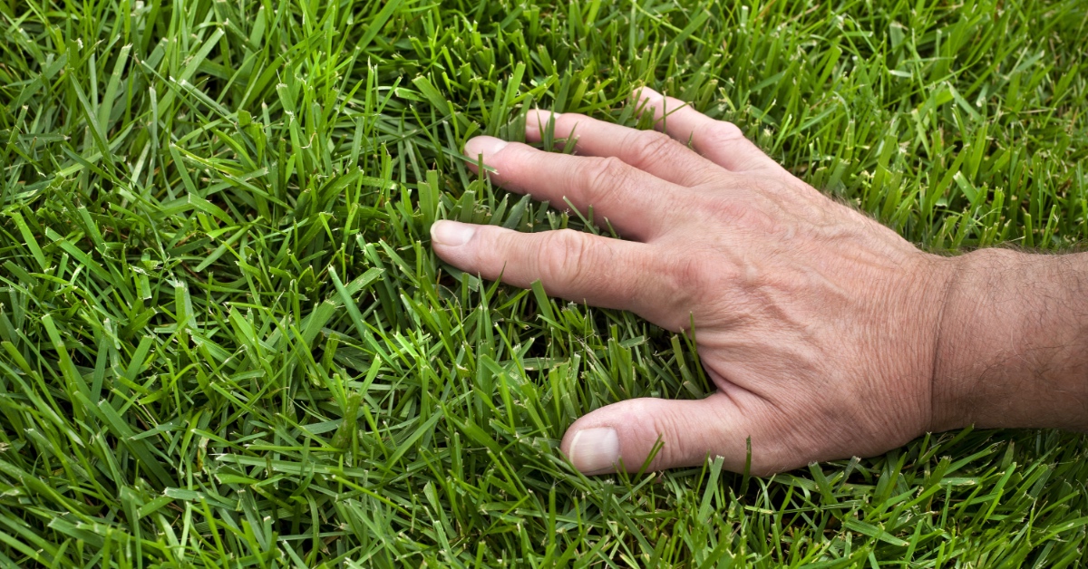 Aeration and Overseeding