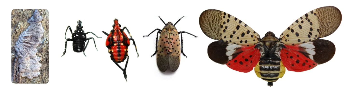 The five stages of the spotted lanternfly.