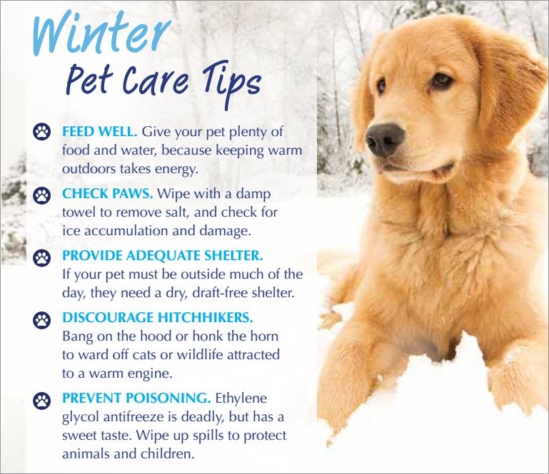 winterPetCareTips3